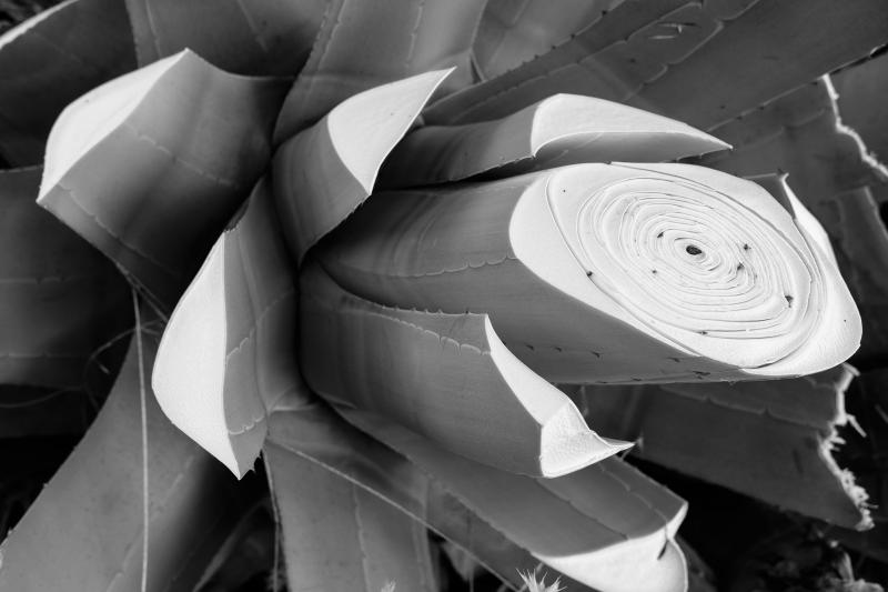 Black and White Abstract Plant