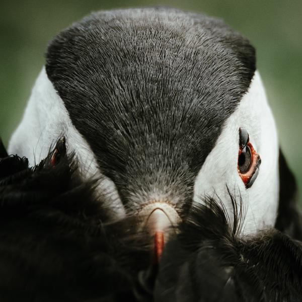 Puffin Portrait
